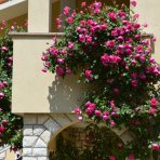 Ruža popínavá (Rosa rampicante) ´LEONARDO DA VINCI®´ - výška 80-120 cm, kont. C5L